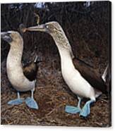 Blue-footed Boobies Courting  Galapagos #4 Canvas Print