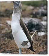 Blue-footed Booby Courtship Dance #4 Canvas Print