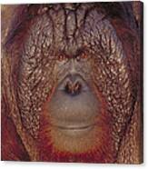 Bornean Orangutan #4 Canvas Print