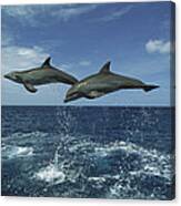 Bottlenose Dolphin Pair Leaping Honduras #4 Canvas Print