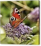 Butterfly #4 Canvas Print