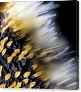 Butterfly Wing Scales #4 Canvas Print