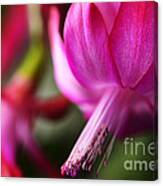 Christmas Cactus In Bloom #4 Canvas Print