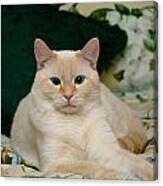 Flame Point Siamese Cat #4 Canvas Print