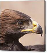 Glaring Eagle #4 Canvas Print