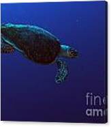 Hawksbill Turtle #5 Canvas Print