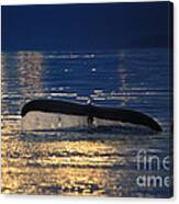 Humpback Whale Fluke #4 Canvas Print