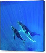 Humpback Whales Swimming In Ocean #4 Canvas Print
