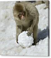 Japanese Macaque #4 Canvas Print