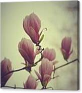 Magnolia Vintage Canvas Print