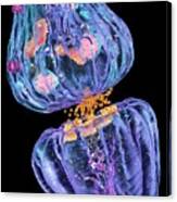 Nerve Synapse Canvas Print