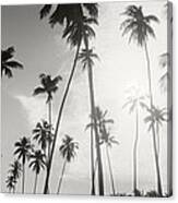 Palm Trees On The Beach, Morro De Sao #4 Canvas Print