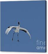 Red-crowned Crane #4 Canvas Print