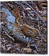 Ruffed Grouse #4 Canvas Print