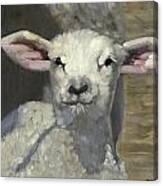 Spring Lamb #4 Canvas Print