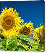 Sunflowers #4 Canvas Print