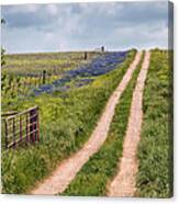 Texas Bluebonnets 1 Canvas Print