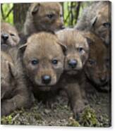 4 Week Old Wild Coyote Pups In Chicago Canvas Print