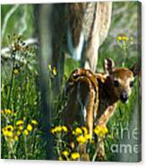 Whitetail Deer Fawn #4 Canvas Print