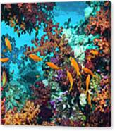 Coral Reef Scenery #41 Canvas Print