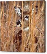 White-tailed Deer #44 Canvas Print