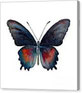 49 Parides Orellana Butterfly Canvas Print