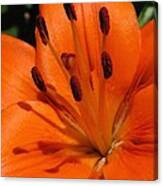 Asiatic Lily Named Brunello #5 Canvas Print