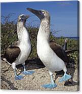 Blue-footed Boobies Courting Galapagos #5 Canvas Print