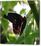 Butterfly #5 Canvas Print