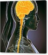 Female Brain #5 Canvas Print