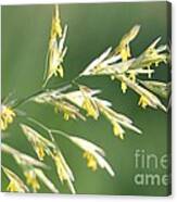 Flowering Brome Grass #5 Canvas Print