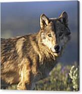 Gray Wolf  North America #5 Canvas Print