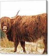 Highland Cow #5 Canvas Print