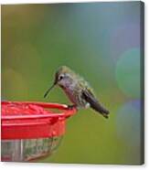 Hummingbird #5 Canvas Print