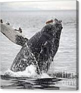 Humpback Whale Breaching #5 Canvas Print