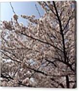 #landscape 
桜、美し～(>_<) #5 Canvas Print