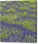 Lavendar Field Rows Of White And Purple Flowers #5 Canvas Print