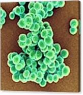 Mrsa Bacteria #5 Canvas Print