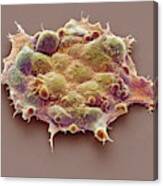Pluripotent Stem Cells #5 Canvas Print