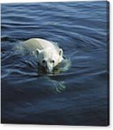 Polar Bear Swimming Wager Bay Canada #5 Canvas Print