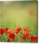 Poppy Meadow #5 Canvas Print