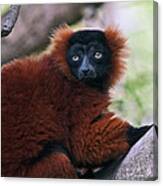 Red Ruffed Lemur #5 Canvas Print