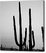 Silhouette Of Saguaro Cacti Carnegiea #5 Canvas Print