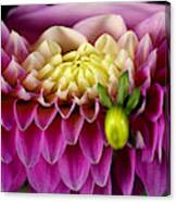 Slit-scan Image Of Dahlia Flower #5 Canvas Print