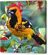 Spot-breasted Oriole #5 Canvas Print