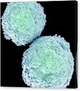 T-lymphocytes #5 Canvas Print