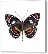 50 Elzunia Bonplandii Butterfly Canvas Print