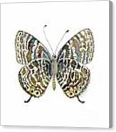 51 Lang's Short-tailed Blue Butterfly Canvas Print