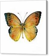 53 Leucippe Detanii Butterfly Canvas Print