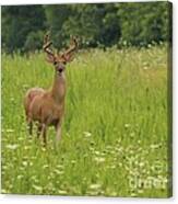 White-tailed Deer #53 Canvas Print
